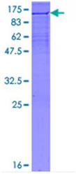 SDS-PAGE - Recombinant Human XRCC1 protein (GST tag N-Terminus) (AB131742)