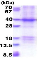 SDS-PAGE - Recombinant Human XRCC2 protein (denatured) (AB177641), expandable thumbnail