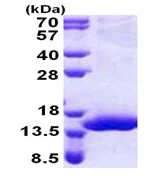 SDS-PAGE - Recombinant Human XTP4 protein (AB168086)