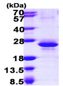 Recombinant Human Y14 protein