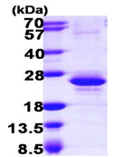 SDS-PAGE - Recombinant Human Y14 protein (AB105606)