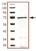 SDS-PAGE - Recombinant human YANK2 protein (AB125574)