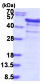 SDS-PAGE - Recombinant Human YB1 protein (AB187443)