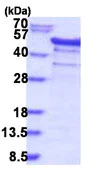 SDS-PAGE - Recombinant Human YB1 protein (AB187443)