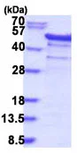 SDS-PAGE - Recombinant Human YB1 protein (AB187443)