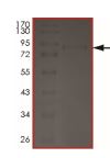 Recombinant human Yes1 (mutated T348I) protein
