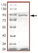 SDS-PAGE - Recombinant human Yes1 protein (Active) (AB101504)