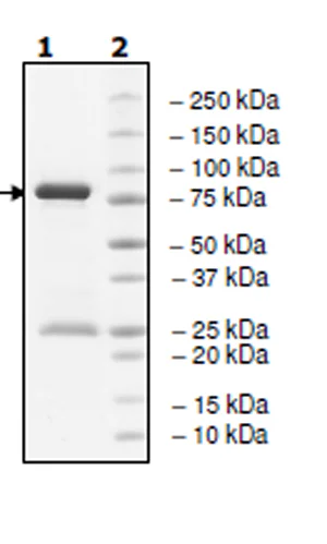 SDS-PAGE - Recombinant human Yes1 protein (GST tag N-Terminus) (AB196076)