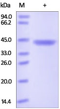 Recombinant human YKL-40/CHI3L1 protein