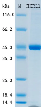 SDS-PAGE - Recombinant Human YKL-40 Protein Standard (His tag) (AB316409)