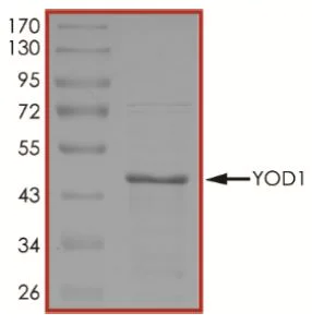 SDS-PAGE - Recombinant human YOD1 protein (His tag) (AB269141)