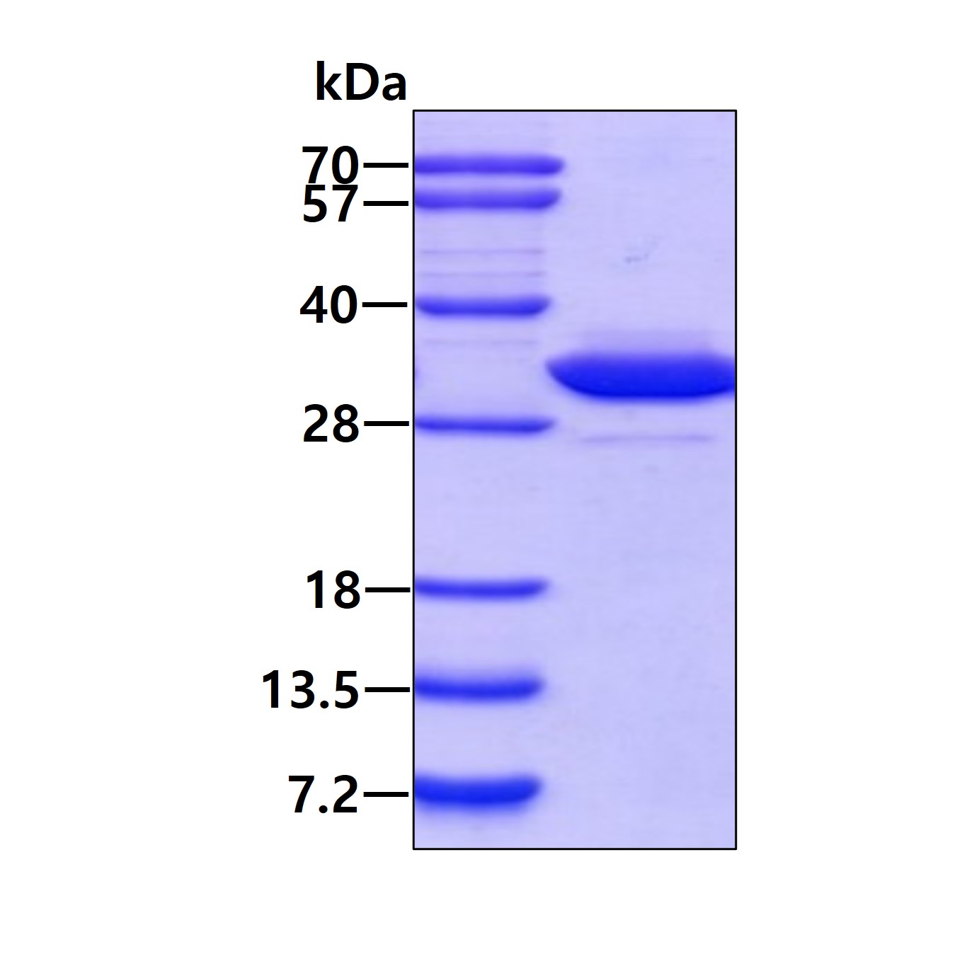 SDS-PAGE - Recombinant Human YWHAE protein (AB54317)