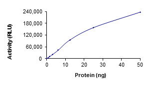 Recombinant human ZAK protein
