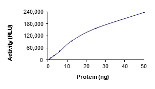 Functional Studies - Recombinant human ZAK protein (AB89852)