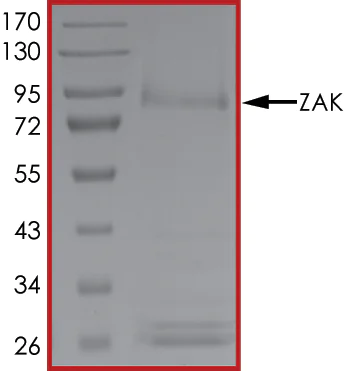 SDS-PAGE - Recombinant human ZAK protein (AB89852)