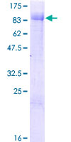 SDS-PAGE - Recombinant Human ZBTB46 protein (GST tag N-Terminus) (AB165467)