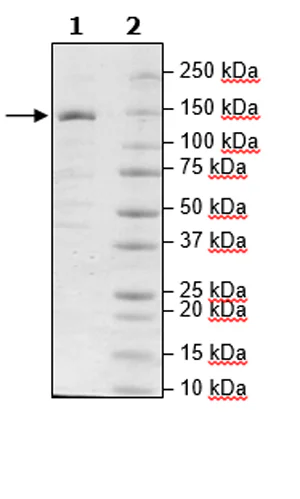 SDS-PAGE - Recombinant Human ZCH11 protein (Biotin) (DDDDK tag C-Terminus + Avi tag C-Terminus) (AB271777)
