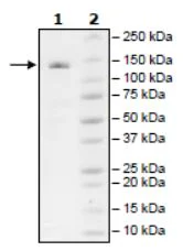 SDS-PAGE - Recombinant human ZCH11 protein (DDDDK tag C-Terminus) (AB271776)