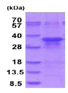 SDS-PAGE - Recombinant Human ZFAND5 protein (AB202212)