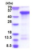 SDS-PAGE - Recombinant Human Zhangfei protein (AB183253)
