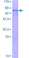 SDS-PAGE - Recombinant Human Zinc finger protein 276 (GST tag N-Terminus) (AB164919)