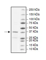 SDS-PAGE - Recombinant Human ZMYND8 protein (GST tag N-Terminus) (AB195163)