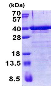 SDS-PAGE - Recombinant Human ZNF346 protein (AB171689)