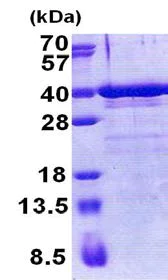 SDS-PAGE - Recombinant Human ZNF346 protein (His tag N-Terminus) (AB171689)