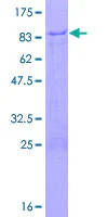 SDS-PAGE - Recombinant Human ZNF358 protein (GST tag N-Terminus) (AB165455)
