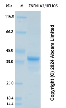 SDS-PAGE - Recombinant Human ZNFN1A2/HELIOS Protein Standard (His tag) (AB323161)