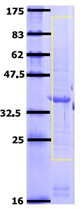 Recombinant Human Zonula occludens protein 3/ZO3