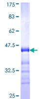 SDS-PAGE - Recombinant Human Zonula occludens protein 3/ZO3 (GST tag N-Terminus) (AB162092)