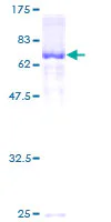 SDS-PAGE - Recombinant Human ZPI protein (GST tag N-Terminus) (AB162436)
