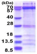 SDS-PAGE - Recombinant Human ZWILCH protein (AB181888)