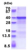 SDS-PAGE - Recombinant Human ZWINT protein (AB180284), expandable thumbnail