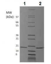 SDS-PAGE - Recombinant IL-1RA protein (Animal Free) (AB229599)