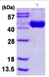 SDS-PAGE - Recombinant Influenza A H3 (H3N2) protein (His tag C-Terminus) (AB124562)