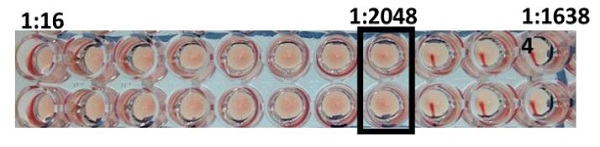 Functional Studies - Recombinant Influenza A Hemagglutinin protein (Active) (AB233591), expandable thumbnail