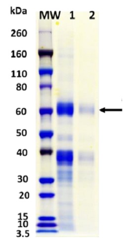 SDS-PAGE - Recombinant Influenza A Hemagglutinin protein (Active) (AB233591), expandable thumbnail