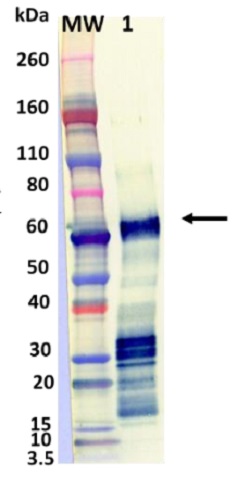 Western blot - Recombinant Influenza A Hemagglutinin protein (Active) (AB233591), expandable thumbnail