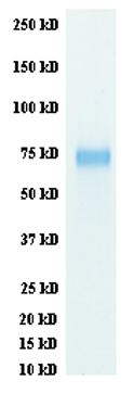 Recombinant Influenza A Hemagglutinin protein (His tag) Strain Perth/16/09