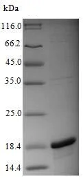 SDS-PAGE - Recombinant Influenza A Polymerase acidic protein (His tag) (AB239539)