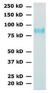 SDS-PAGE - Recombinant Influenza A virus (H5N1/HA1) protein (His tag) (AB217654)