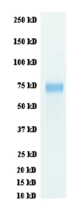 SDS-PAGE - Recombinant Influenza A Virus Hemagglutinin H3 protein (His tag) (AB217640)