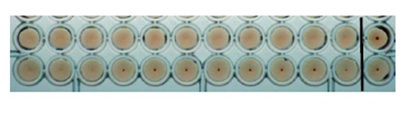 Agglutination - Recombinant Influenza A Virus Hemagglutinin H5 protein (AB190125), expandable thumbnail