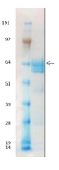 SDS-PAGE - Recombinant Influenza A Virus Hemagglutinin H5 protein (AB190125), expandable thumbnail