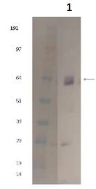 Western blot - Recombinant Influenza A Virus Hemagglutinin H5 protein (AB190125)