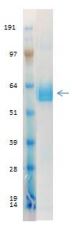 SDS-PAGE - Recombinant Influenza A Virus Hemagglutinin H7 protein (AB190421), expandable thumbnail