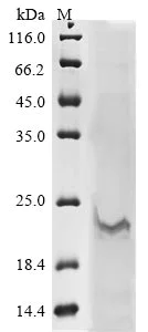 SDS-PAGE - Recombinant Influenza A Virus M2 Protein (AB289763)