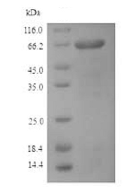 SDS-PAGE - Recombinant Influenza B Virus Nucleoprotein (His tag) (AB238364), expandable thumbnail